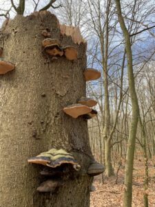 Image of tree stump with natural fungi growth, autumn leaves on the ground